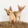 Cachorros Chihuhua Mini Mascotas Rionegro Medellin - Image 3