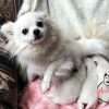 Espectaculares Cachorros Pomerania Lulu Blancos - Image 3