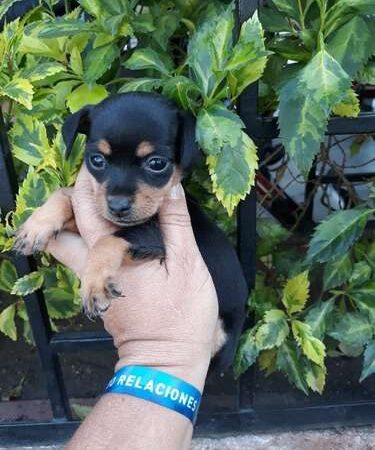 Pincher Negro Fuego en Medellin