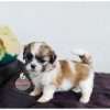 Venta De Shih Tzu En Medellin - Image 2