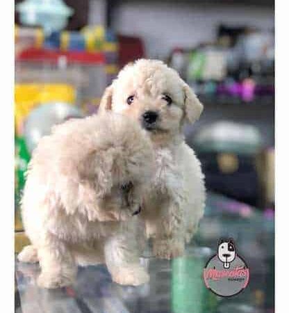 Espectaculares Cachorros Frenshpoodle Minitoy Mascotas Rione