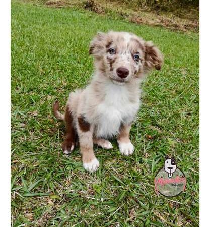 Precio Border Collie en Sincelejo