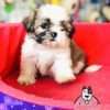 Espectaculares Cachorras Shitzu Mascotas Rionegro - Image 4