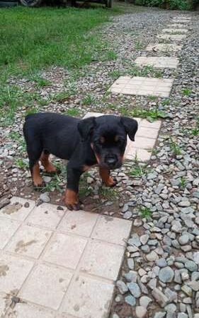 venta de perros Rottweiler Santa Marta