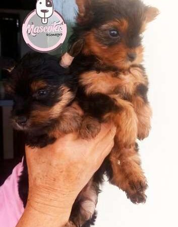 Venta de perros Yorkshire Medellin Ibagué