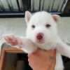 Cachorros Husky  Rionegro Medellín Bogota