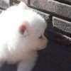 Precio Samoyedo en Pasto - Image 2