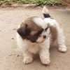 Shih Tzu Precio Cachorro
