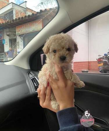 Cachorros Frenshpooodle Minitoy Mascotas Rionegro