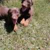 Doberman precio en Montería - Image 2