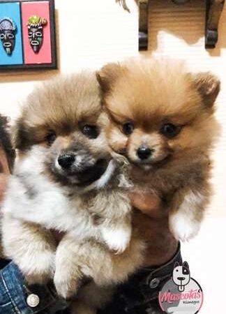 Precio Pomerania Mini en Cali