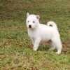 Cachorros Husky  Rionegro Medellín Bogota - Image 4