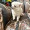 Espectacular Pomerania Mini Hembra Mascotas Rionegro - Image 2