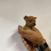 Espectaculares Cachorros Pincher Miniatura Mascotas Rionegro