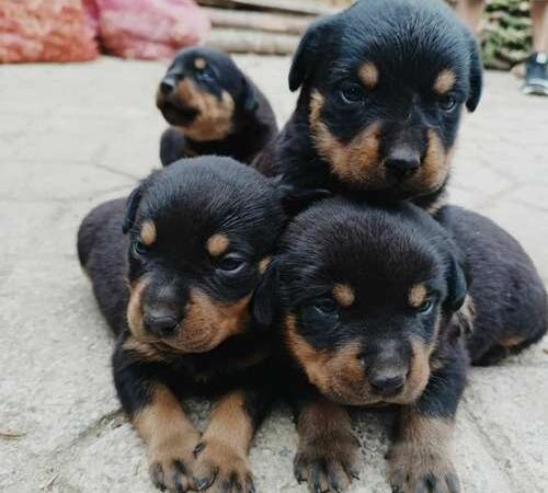 venta de perros Rottweiler Ibagué