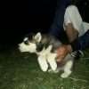 Cachorros  Siberiano Mascotas Rionegro Medellín Bogota - Image 2