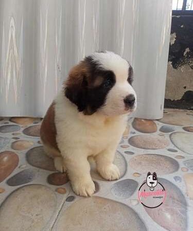 Espectaculares San Bernardo Mascotas Rionegro