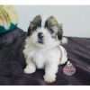 Venta De Shih Tzu En Medellin - Image 4