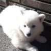 Precio Samoyedo en Pasto