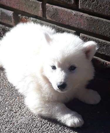 Precio Samoyedo en Pasto