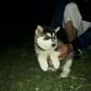 Cachorros  Siberiano Mascotas Rionegro Medellín Bogota