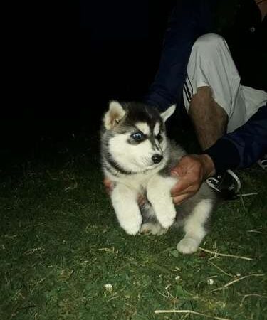 Cachorros  Siberiano Mascotas Rionegro Medellín Bogota