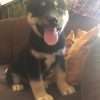 Precio Akita en Villavicencio - Image 2