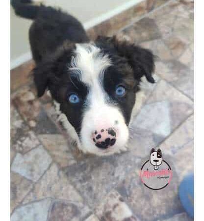 Border Collie precio en Tunja