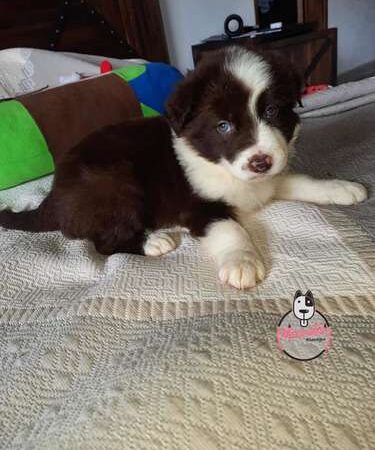 Precio Border Collie Chocolate Medellin