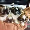 Venta de Cachorros Shitzu Pereira - Image 2