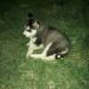 Cachorros  Siberiano Mascotas Rionegro Medellín Bogota - Image 3