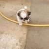 Shih Tzu Precio Cachorro - Image 2