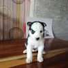 Cachorros Husky  Rionegro Medellín Bogota - Image 3