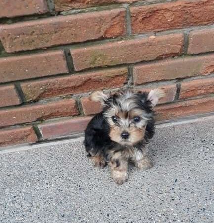 Cachorros De Yorkshire Mascotas Rionegro