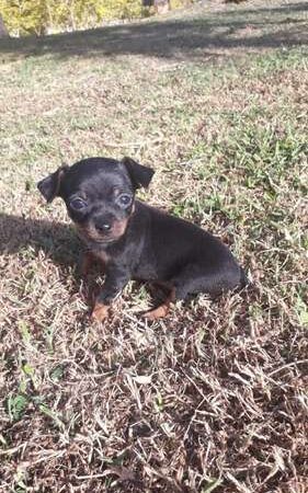 Pinscher Miniatura Rionegro Medellín Bogota