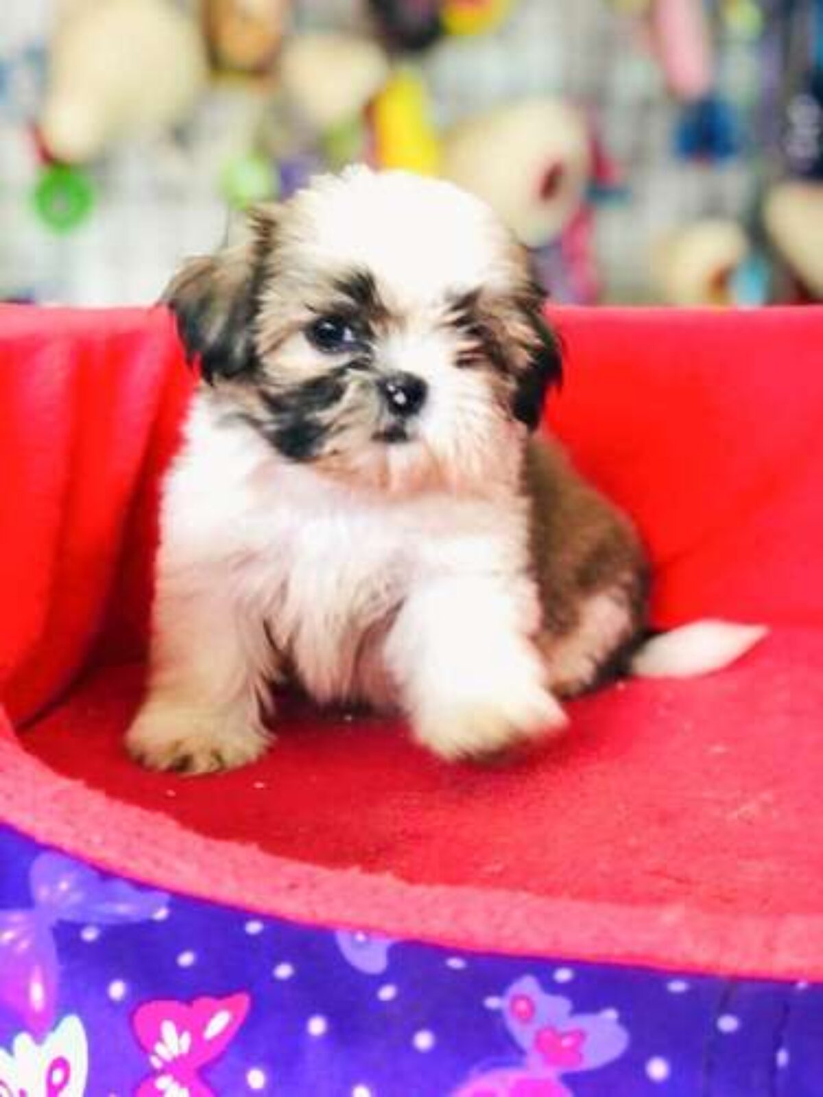 shih tzu mini toy
