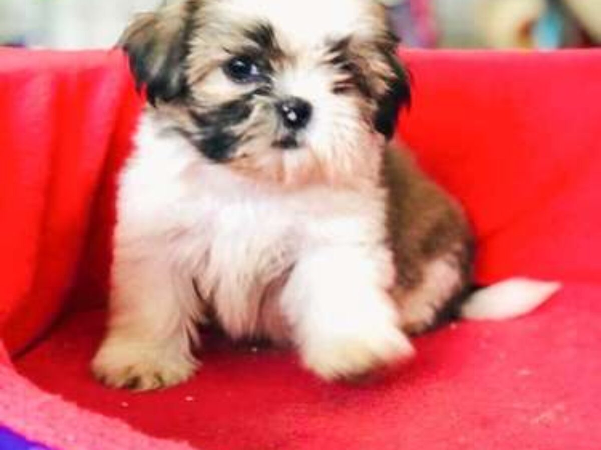 Dog Breed Beagle Fox Terrier Mix Puppy Shih Tzu Beagle Fox Terrier