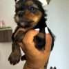 Perros Yorkie En Venta