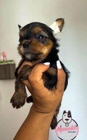 Perros Yorkie En Venta
