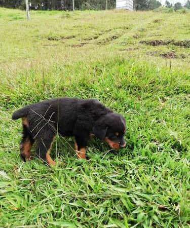 Venta de Perros Rottweiler Cali