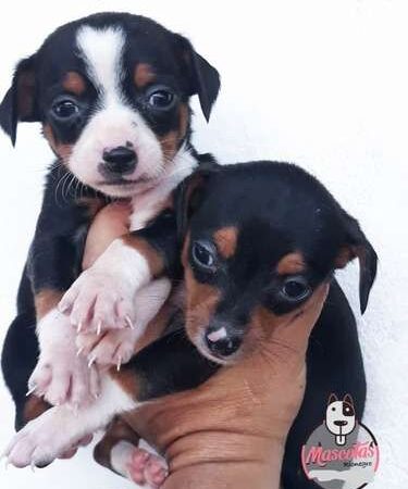 Perros Pincher En Venta En Rionegro Medellín Bogota