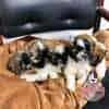 Venta de Cachorros Shitzu Pereira - Image 3