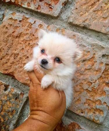 Precio Pomerania Mini en Pasto