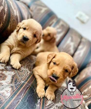 Golden Retriever precio en Manizales