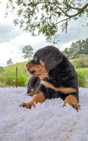 Venta de perros Rottweiler Cartagena