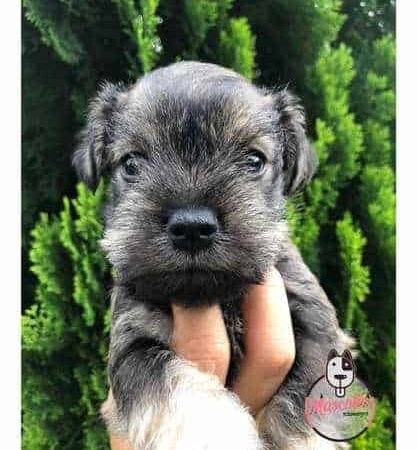 Espectaculares Cachorros Schnauwzer Mini Mascotas Rionegro