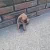 Perros Mini Pincher Rionegro Medellín Bogota - Image 2