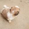 Shih Tzu Precio Cachorro - Image 4