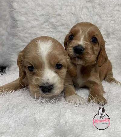 Venta de Perros Cocker Spaniel Barranquilla