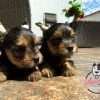 Perros Yorkie En Venta - Image 2
